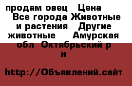  продам овец › Цена ­ 100 - Все города Животные и растения » Другие животные   . Амурская обл.,Октябрьский р-н